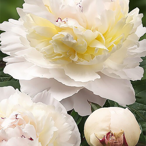 Півонія Avalanche.