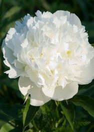 Півонія Duchesse De Nemours