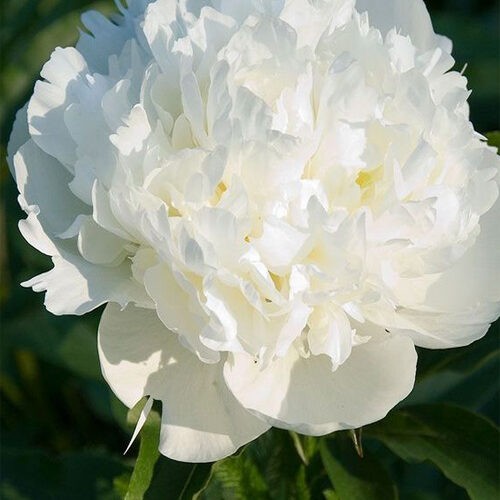 Півонія Duchesse De Nemours