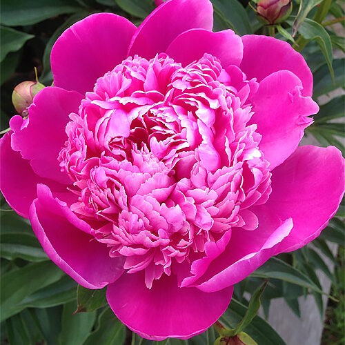 Півонія-Edulis-Superba....