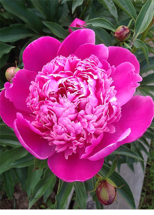 Півонія-Edulis-Superba....