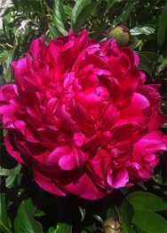 Півонія-Felix-Crousse