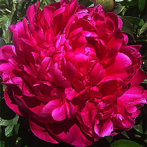 Півонія-Felix-Crousse