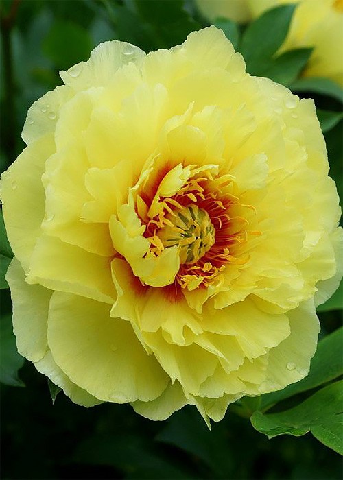 Півонія ITOH Bartzella..