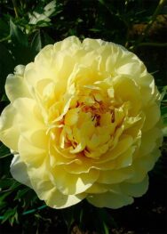 Півонія ITOH Bartzella..