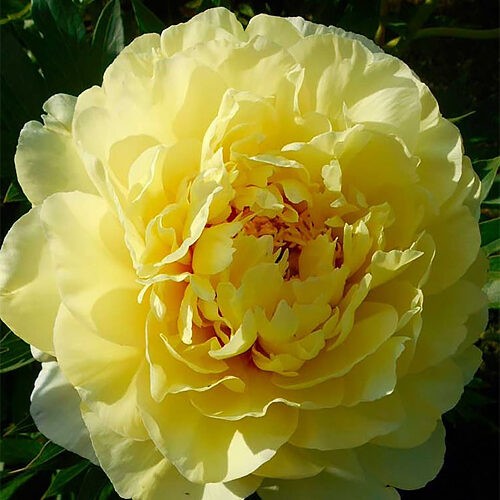 Півонія ITOH Bartzella..