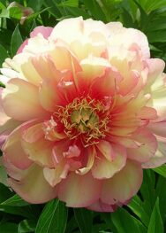 ITOH (ІТО) півонії