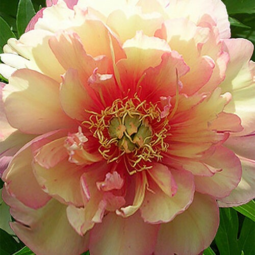 Пион ITOH Julia Rose.