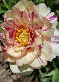 Півонія ITOH Lollipop .