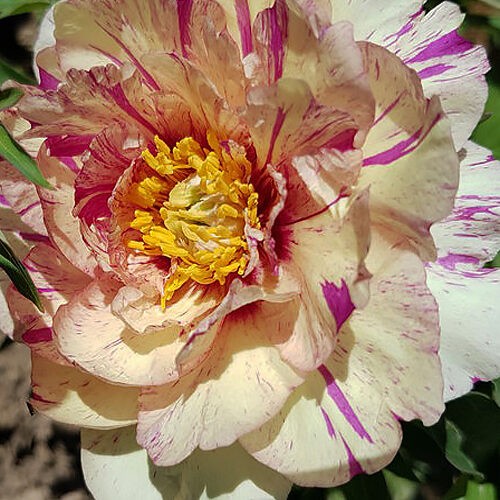 Півонія ITOH Lollipop .