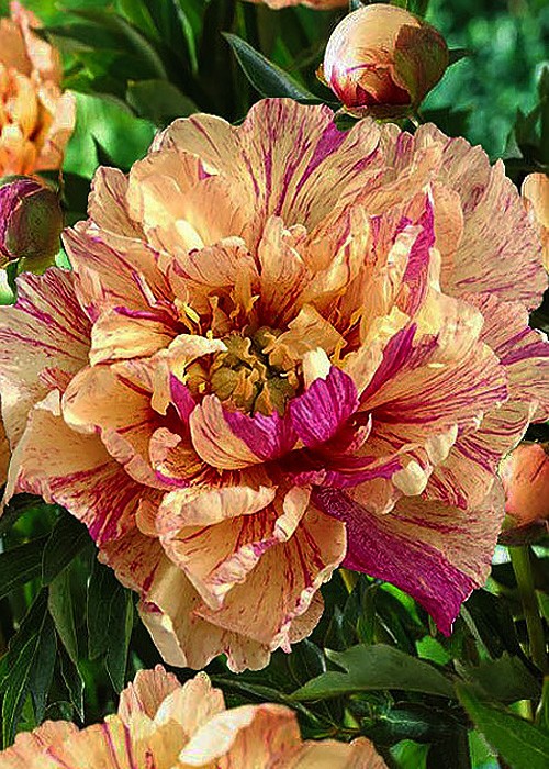 Півонія ITOH Lollipop.. ...