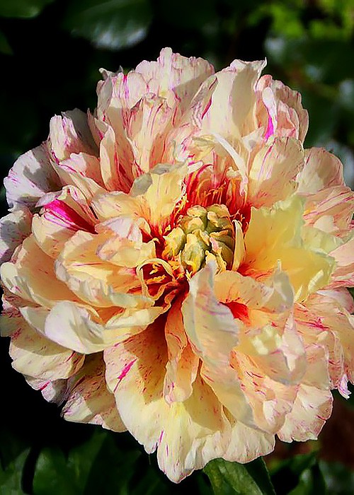 Півонія ITOH Lollipop.. .