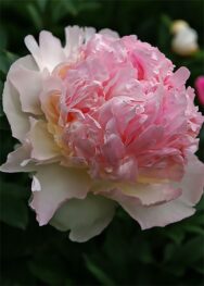 Півонія Raspberry Sundae