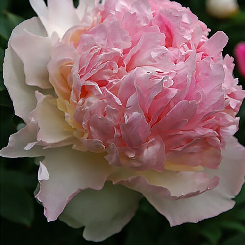 Півонія Raspberry Sundae