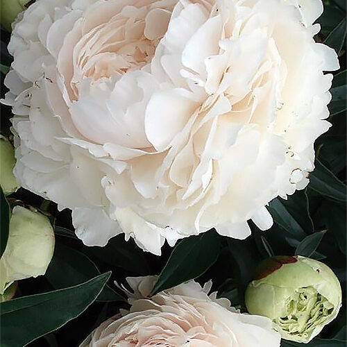 Півонія Solange