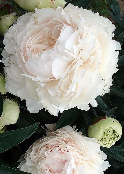 Півонія Solange