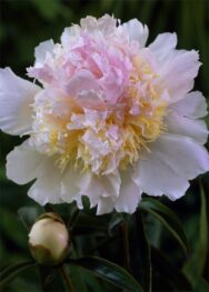 Півонія Top-Brass..