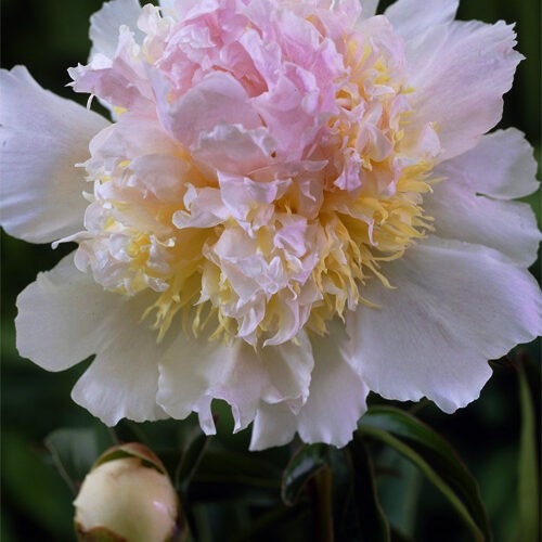 Півонія Top-Brass..