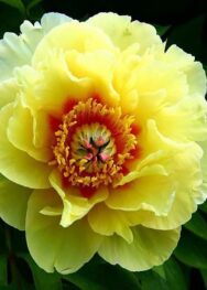 Півонія Yellow-Heaven..