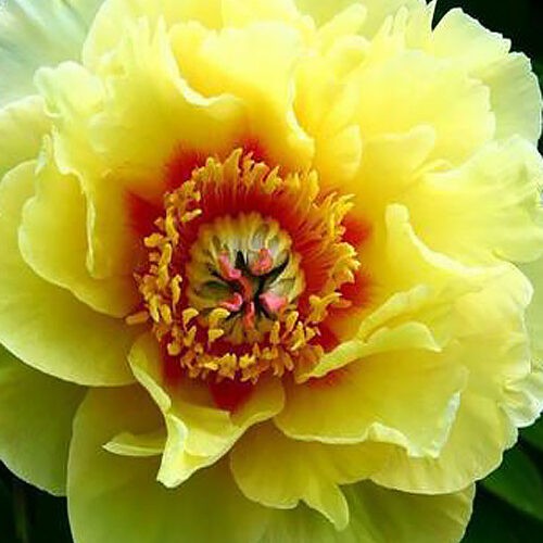 Пион Yellow-Heaven..