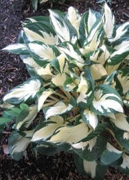 Hosta-Paul-Revere..-..jpg