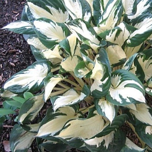 Hosta-Paul-Revere..-..jpg