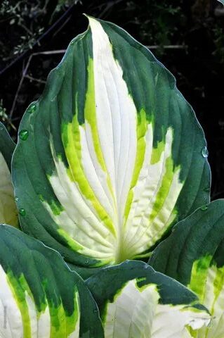 Hosta-Color-Festival-rotated.jpg