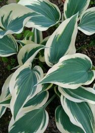 Хоста Firn Line...