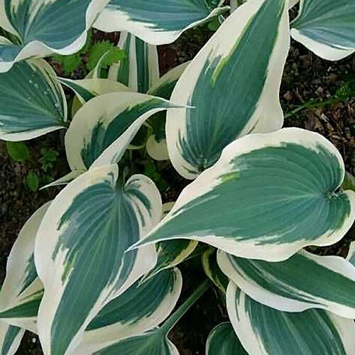 Хоста Firn Line...