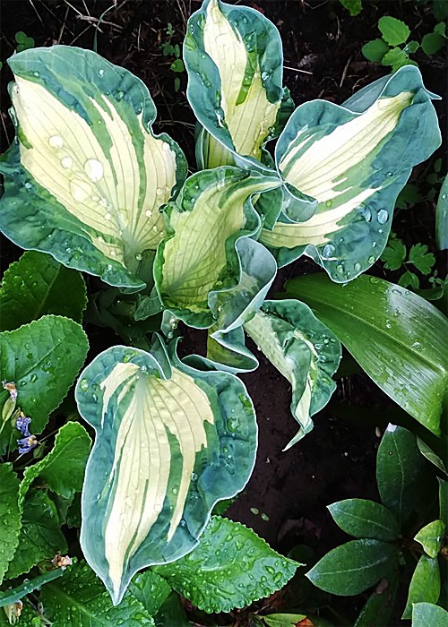 Хоста Golden Meadows.