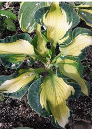 Хоста Golden Meadows..