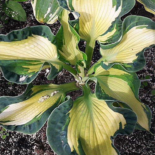 Хоста Golden Meadows..