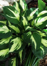 Хоста-Revolution...j