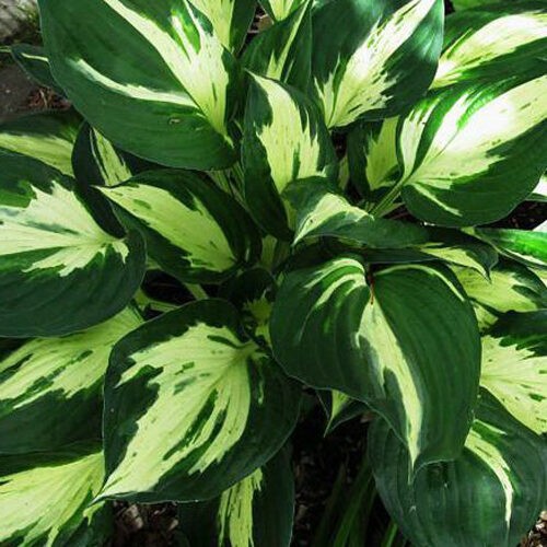 Хоста-Revolution...j