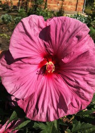 Гібіскус-Berrylicious.