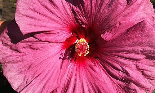 Гібіскус-Berrylicious.